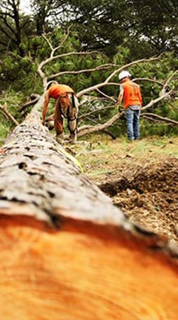 Certified Louisville Tree Service Experts